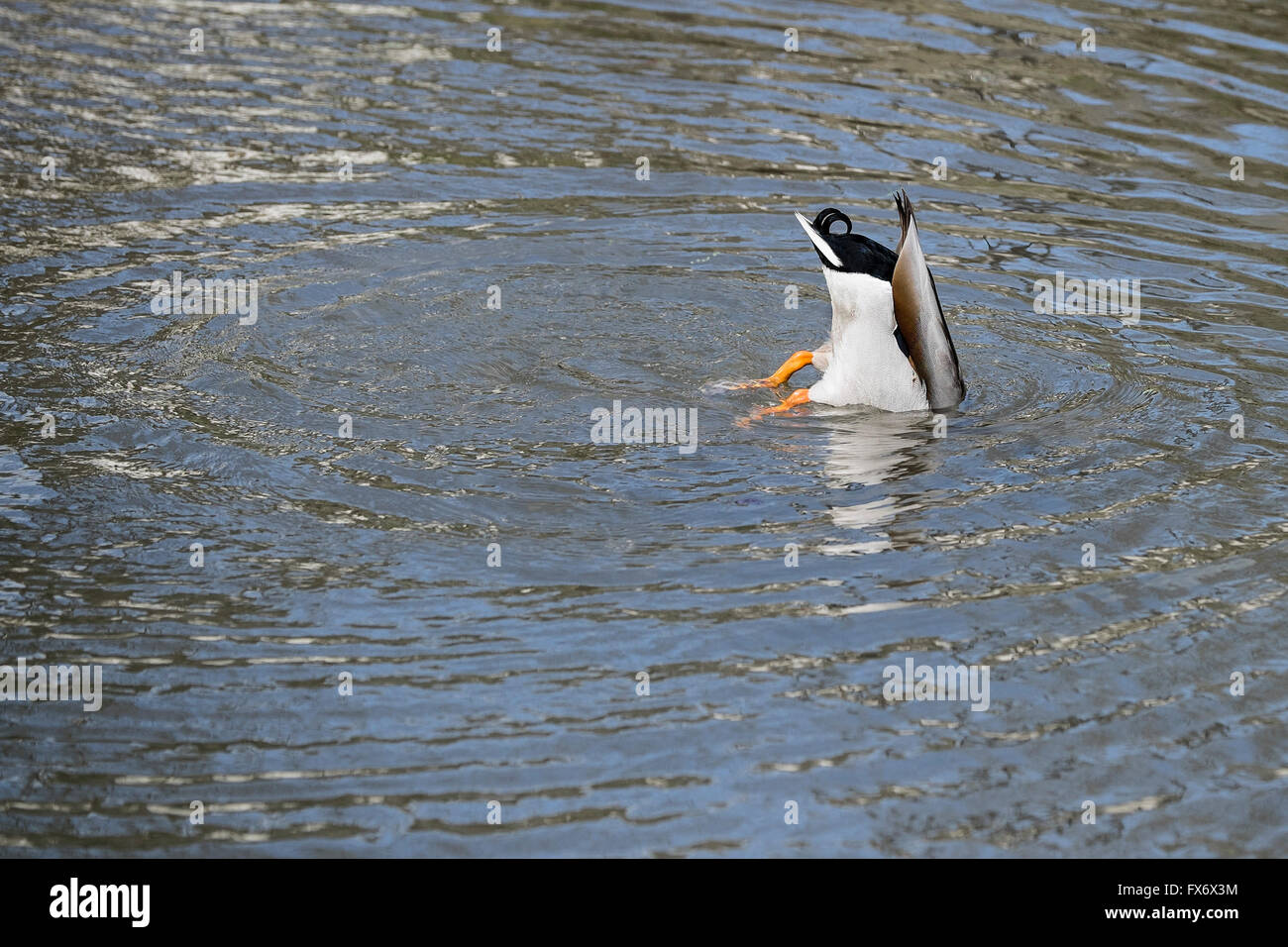 Eine mallard Duck Anos platyrhynchos Fütterung unter Wasser mit seinem Boden in der Luft. Stockfoto