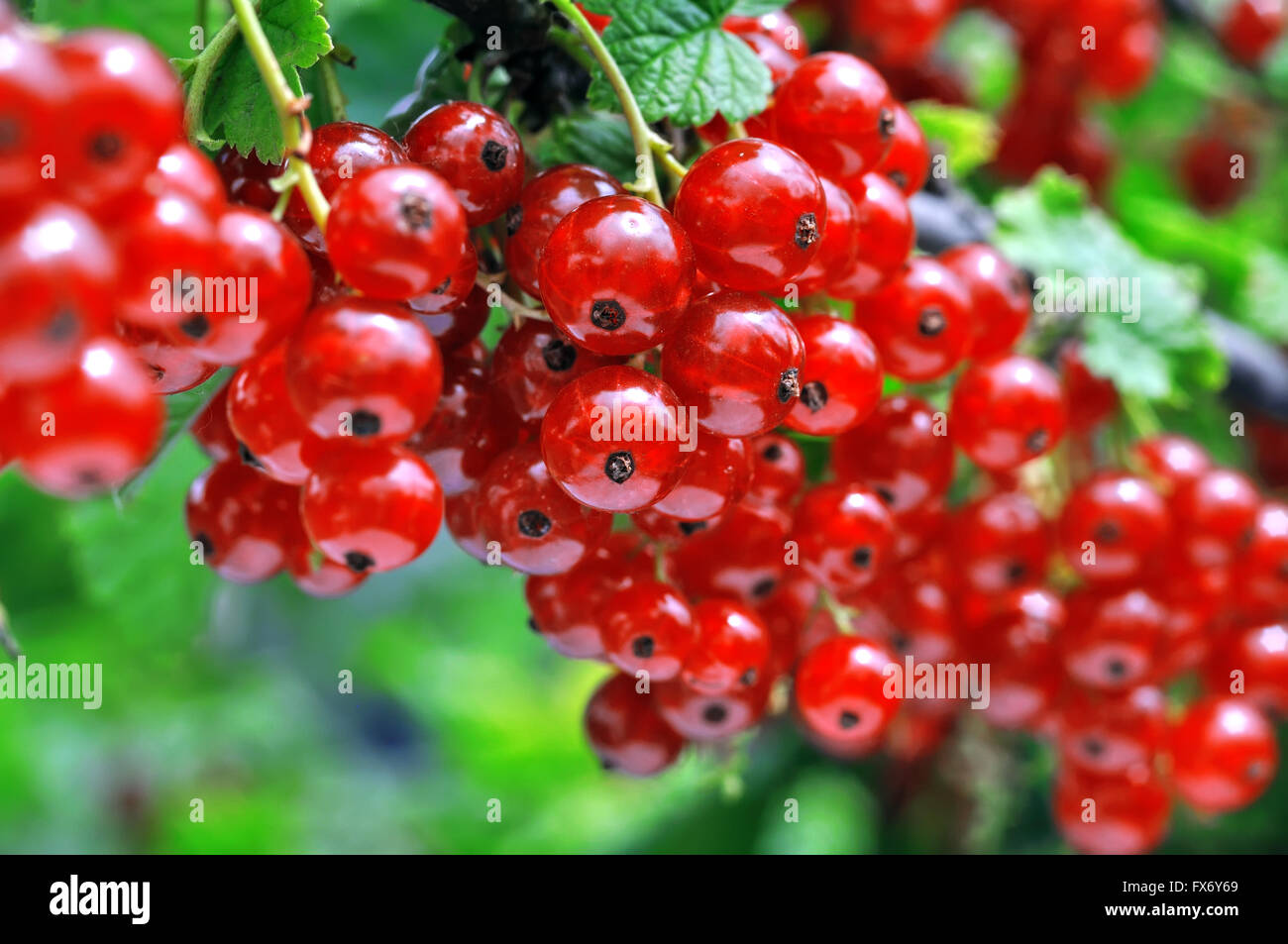 Nahaufnahme von roten Johannisbeeren in den Obstgarten Stockfoto