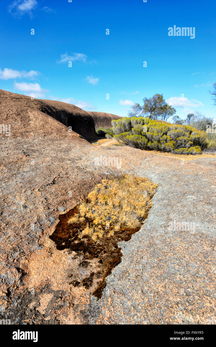 Spitze des Wave Rock, in der Nähe von Hyden, Western Australia, Australien Stockfoto