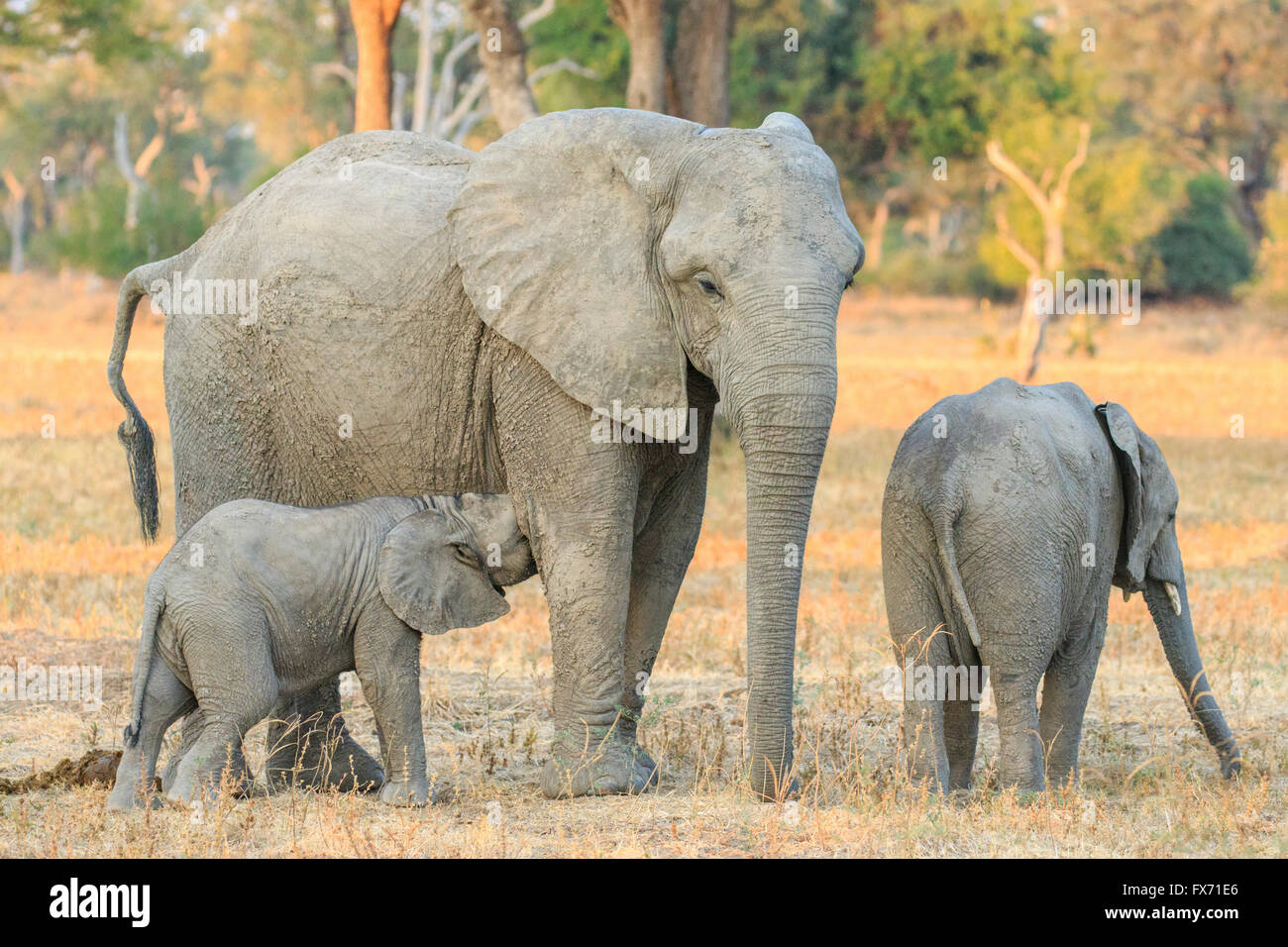 Afrikanischer Elefant (Loxodonta Africana), junge wird gestillt von seiner Mutter, South Luangwa Nationalpark, Sambia Stockfoto