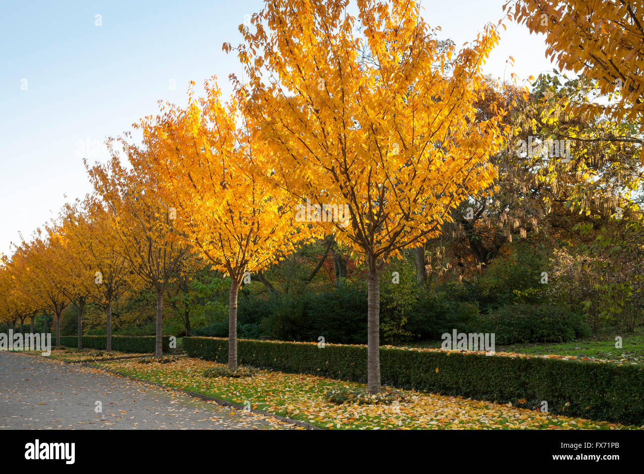 Bäume, Gasse mit Herbstfarben, Romberg-Park, Dortmund, Nordrhein-Westfalen, Deutschland Stockfoto
