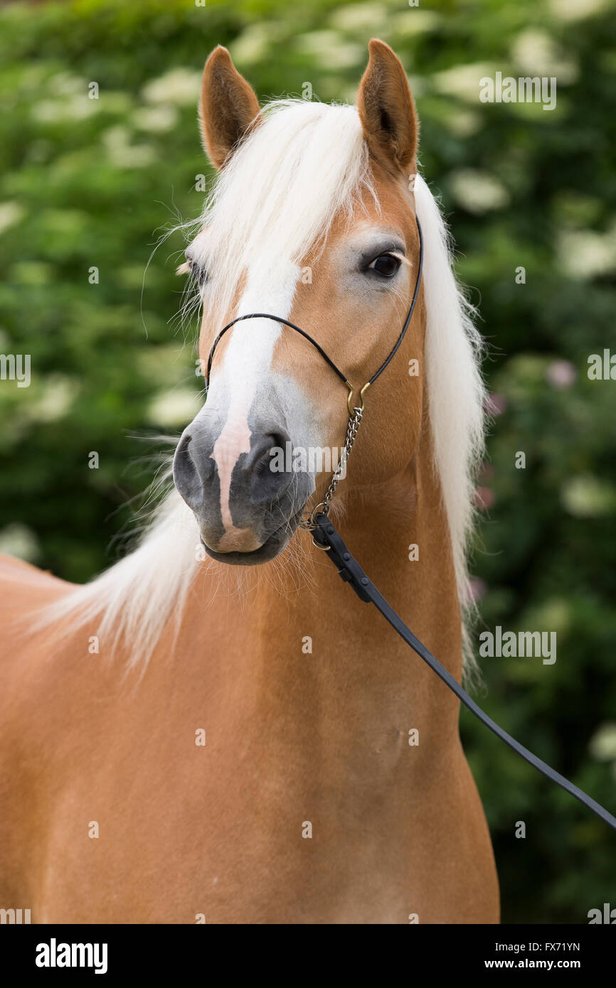 Haflinger Stute, Porträt, Tirol, Österreich Stockfoto