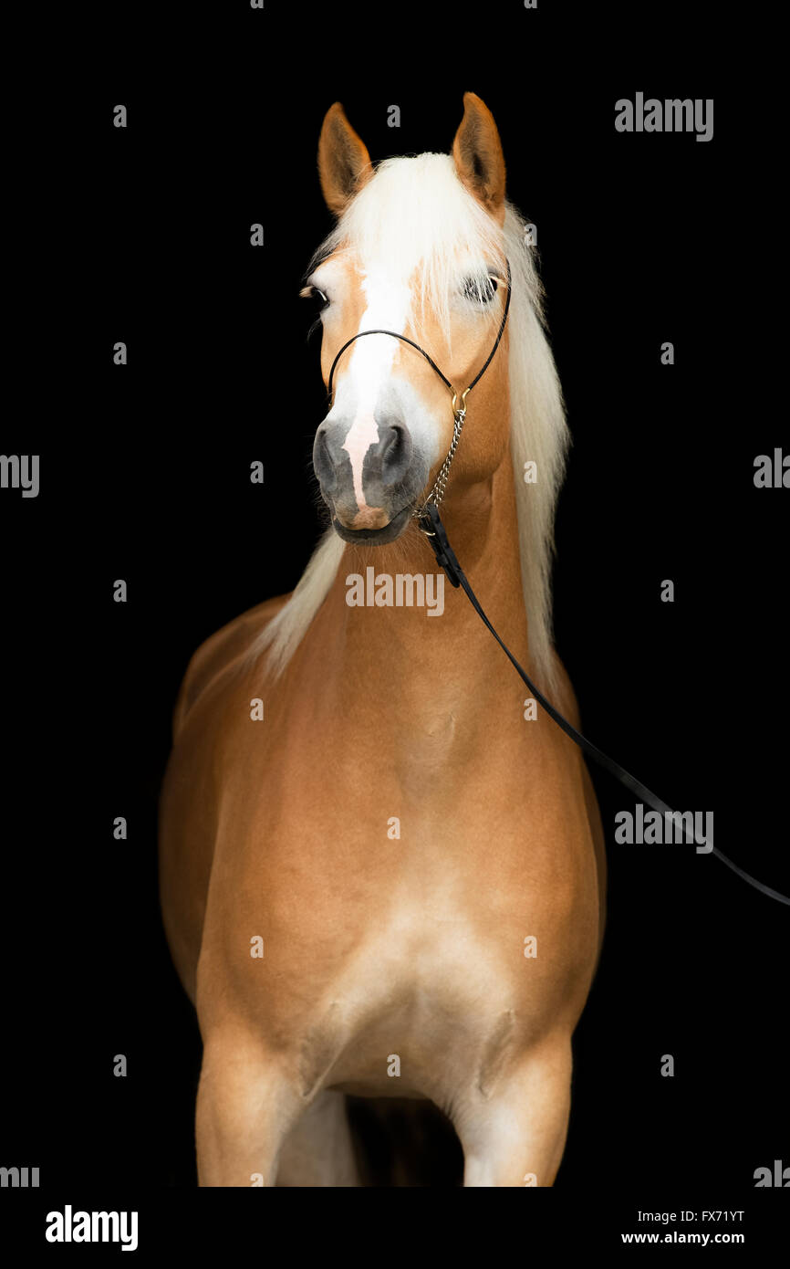 Haflinger Stute vor einem dunklen Hintergrund, Tirol, Österreich Stockfoto