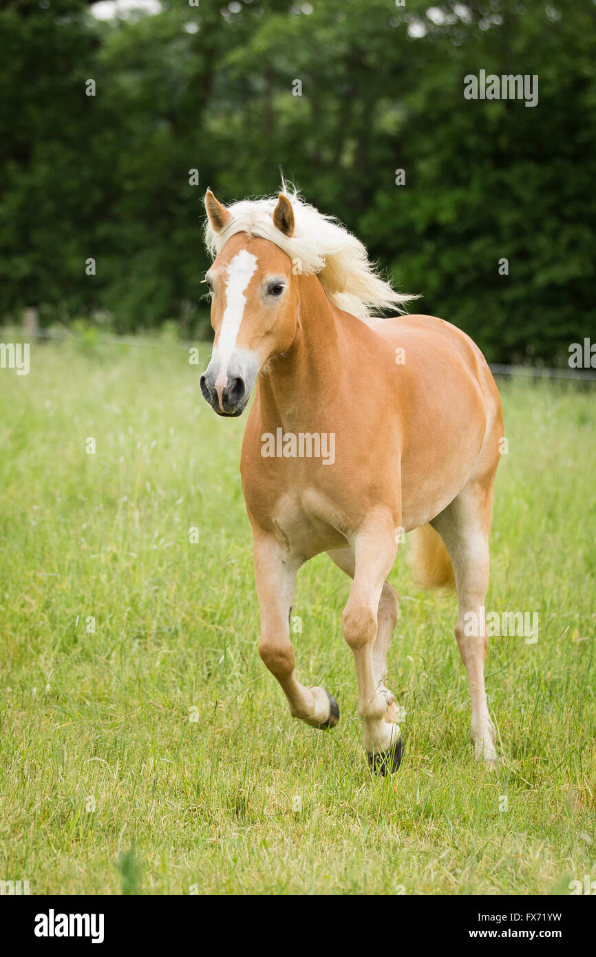 Haflinger Stute laufen auf der Weide, Tirol, Österreich Stockfoto