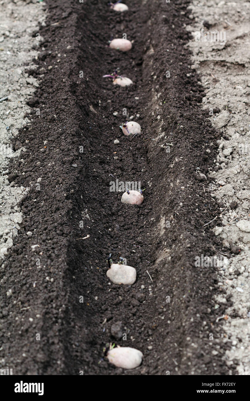 Anbau von Gemüse im Garten - Reihe von Pflanzkartoffeln in Furche im Gemüsegarten Stockfoto