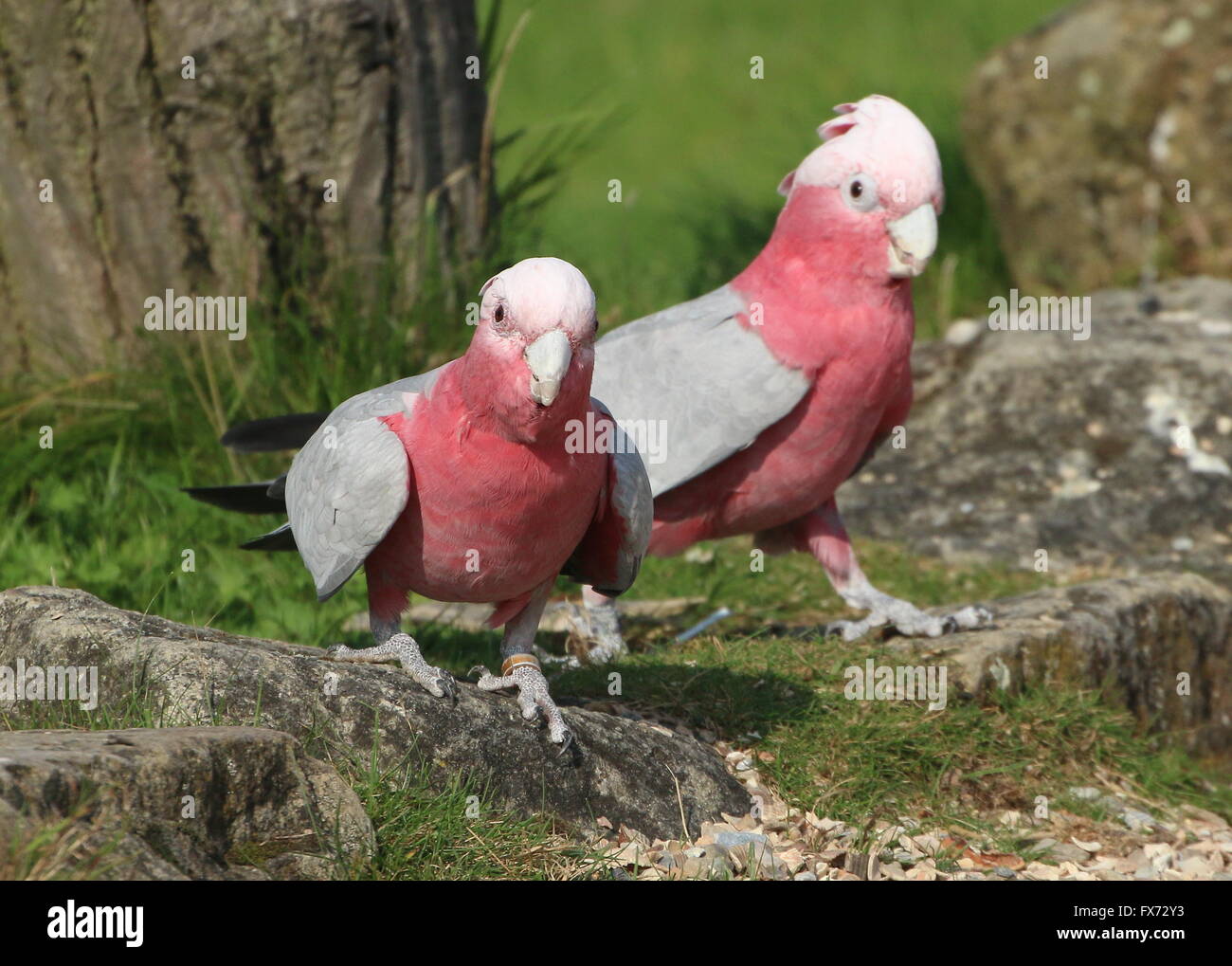 Paar von australischen Rose breasted Kakadus oder Kakadus der Rosakakadu (Eolophus Roseicapilla) gemeinsam gehen Stockfoto