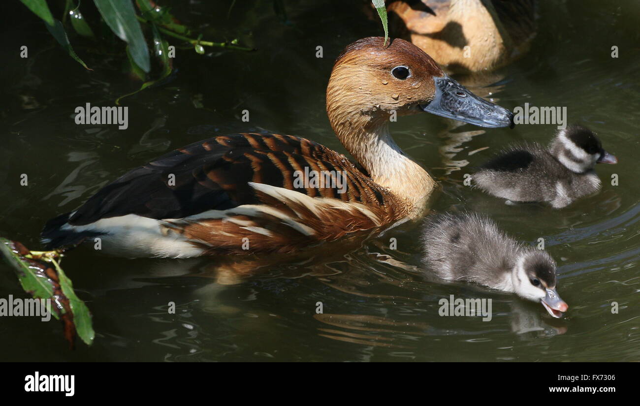 Reife Fulvous pfeifende Ente (Dendrocygna bicolor) mit zwei ihrer flauschigen Baby Entchen schwimmen Stockfoto