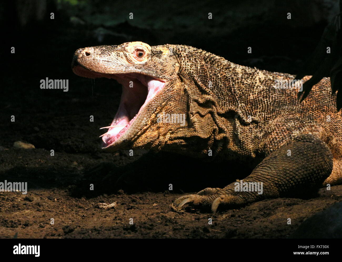 Nahaufnahme des Kopfes ein Komodowaran (Varanus Komodoensis), höhlenartigen Mund weit offen Stockfoto