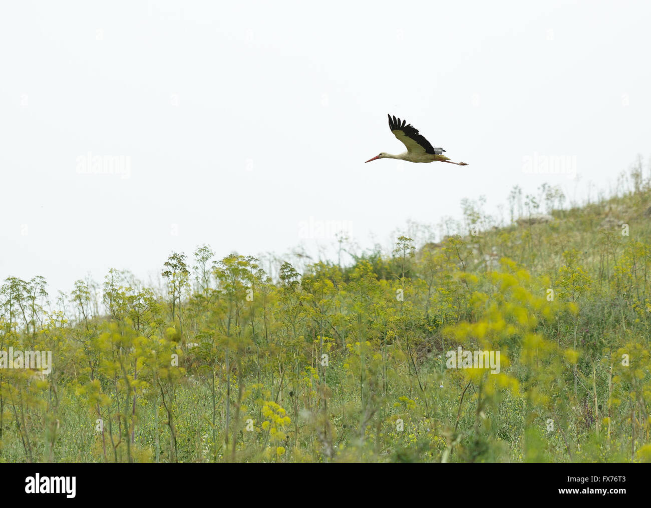 Störche fliegen mit grünen Rasen Stockfoto