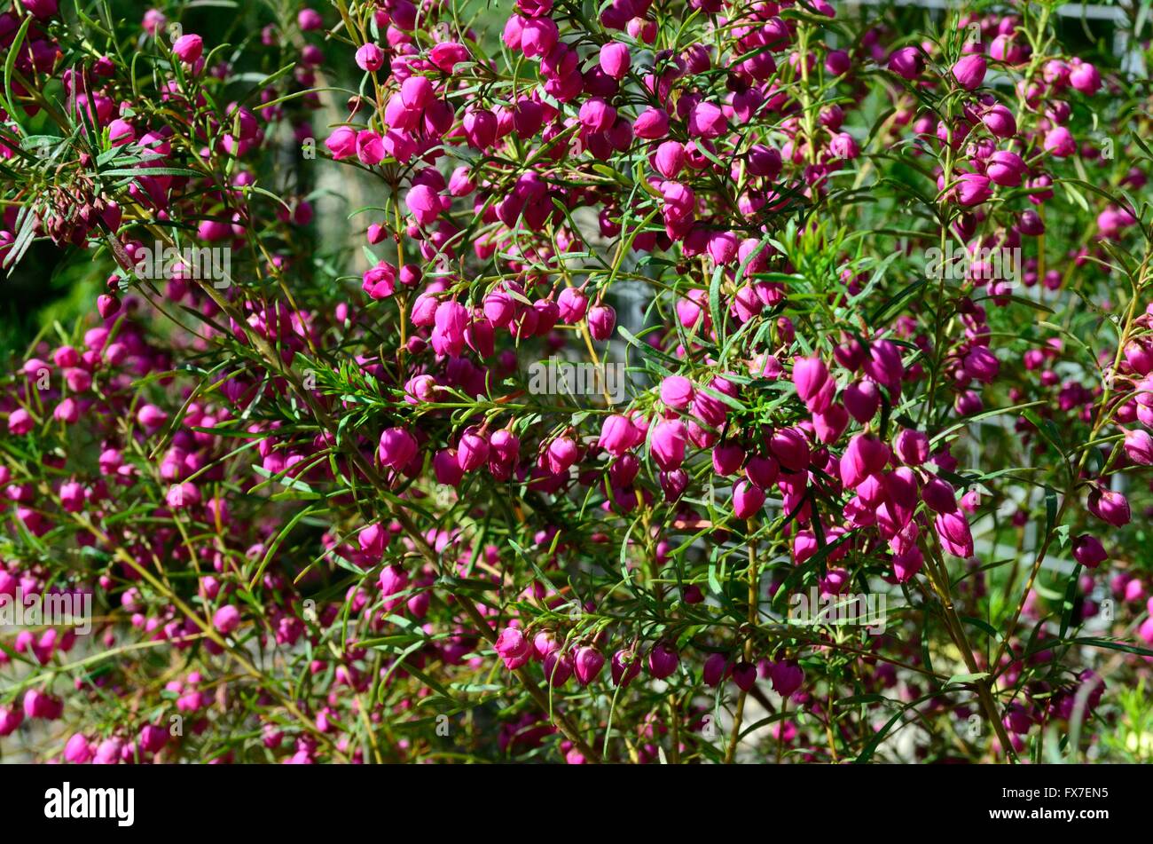 Boronia Heterophilla kleine purpurrote rote Blumen Stockfoto