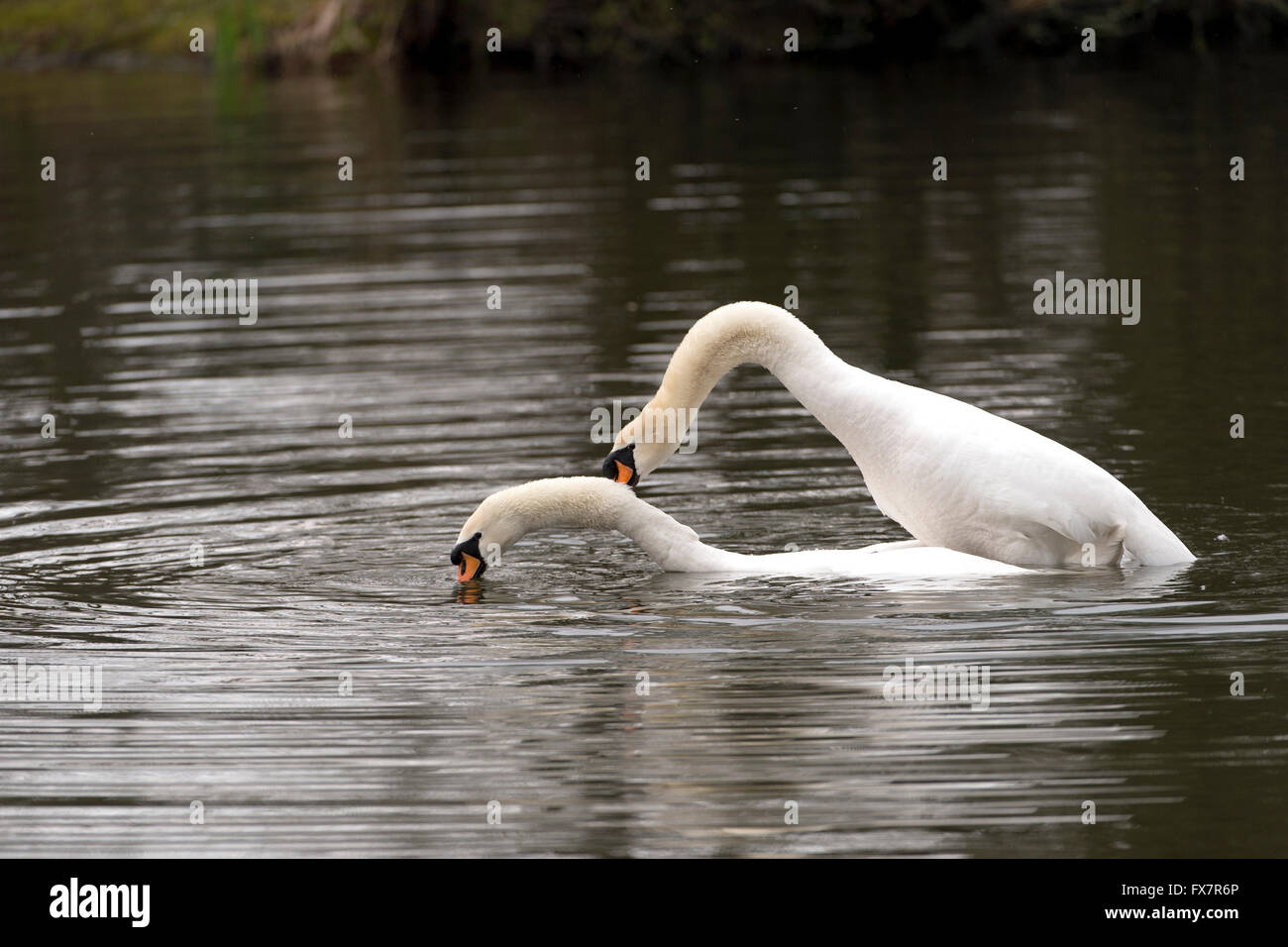 Höckerschwäne Balz Stockfoto