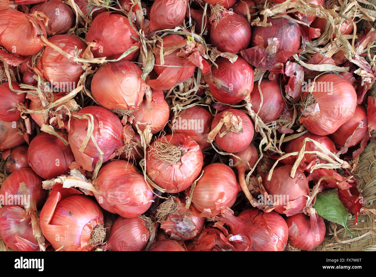 Frische Zwiebeln in Gemüsehandel angezeigt Stockfoto