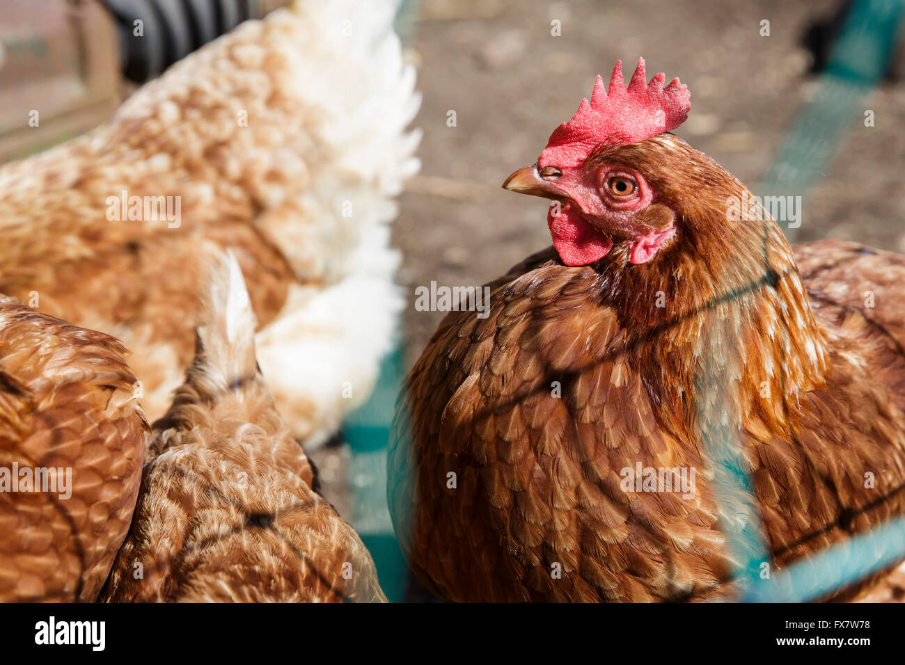 Eingesperrte Hühner auf der Tapnall Farm in der Nähe von Yarmouth auf der Isle Of Wight an einem sonnigen Tag gerettet. Stockfoto