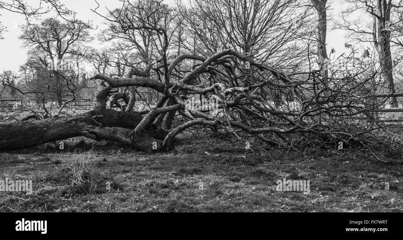 Toter Baum Stockfoto