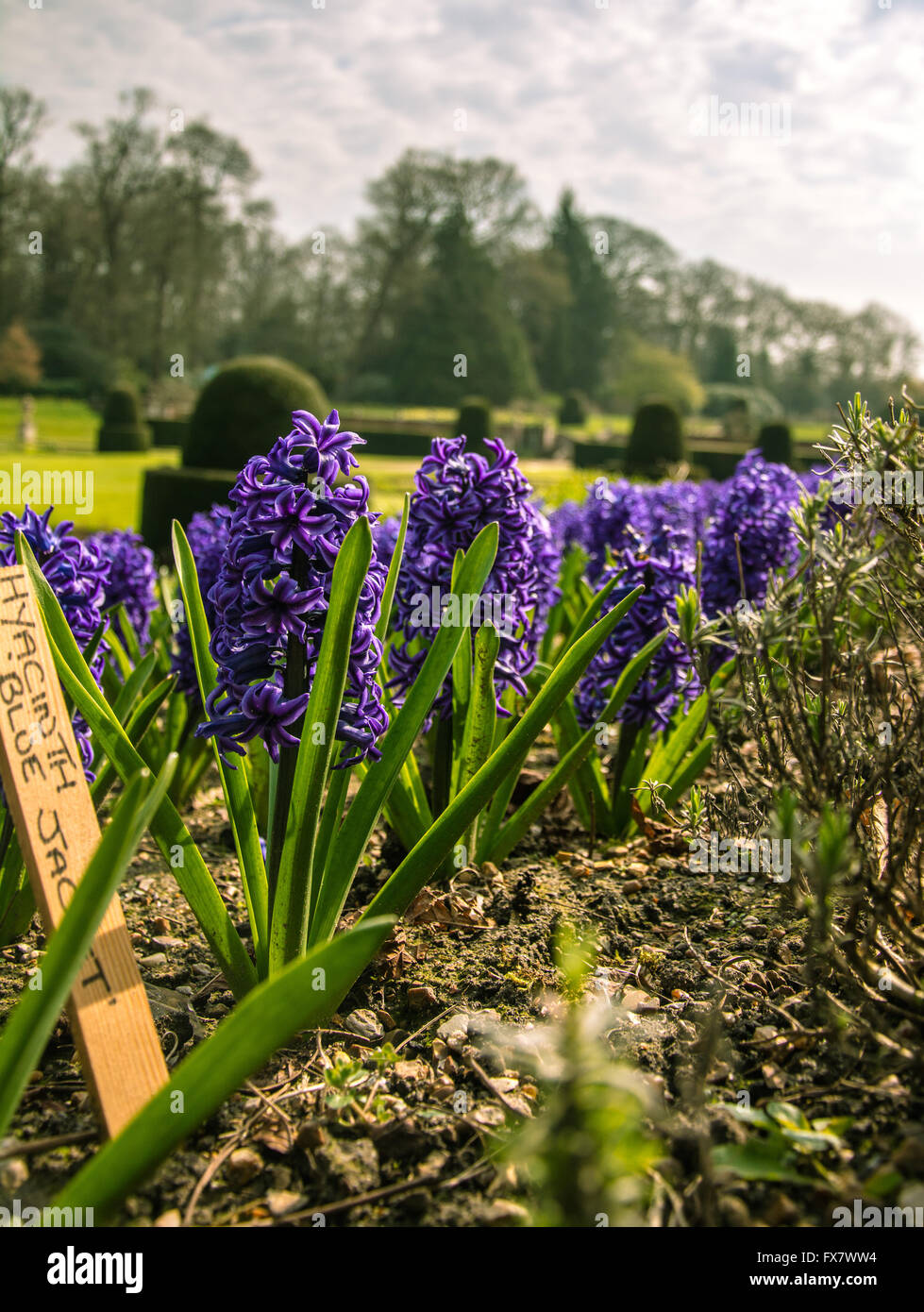 Blaue Hyazinthen Stockfoto