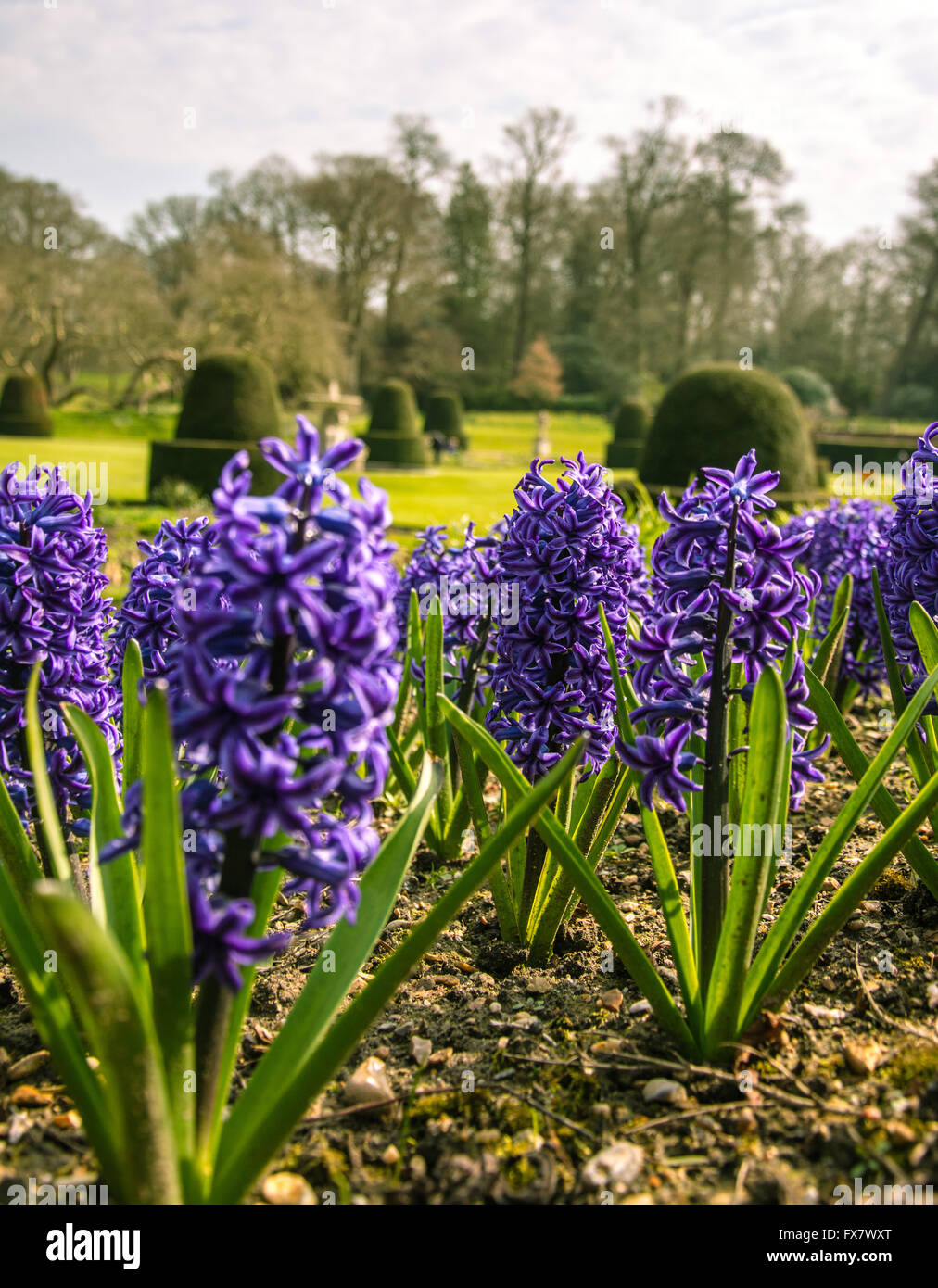 Blaue Hyazinthen Stockfoto