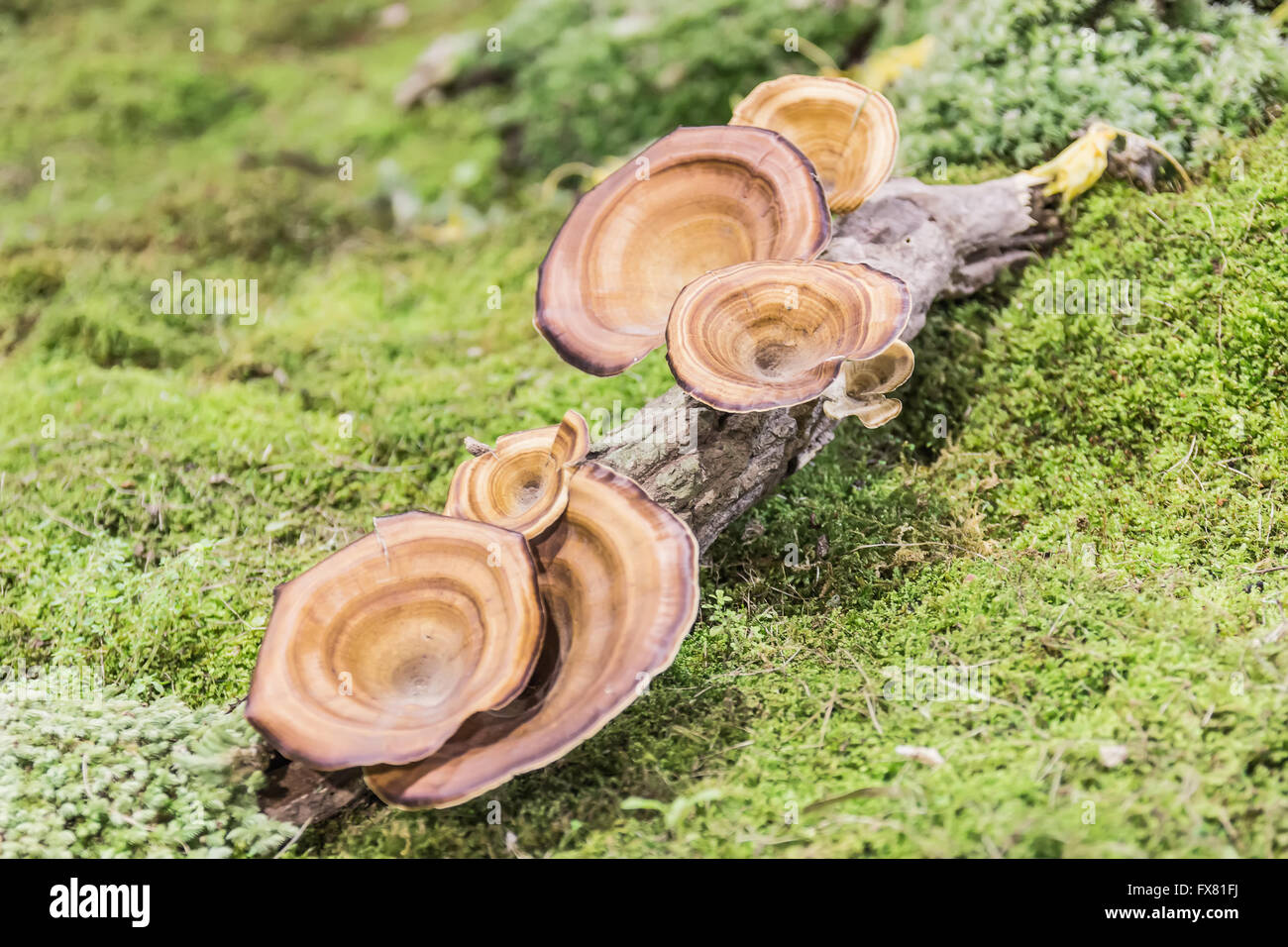 Orange Pilzzucht auf Holz. Stockfoto