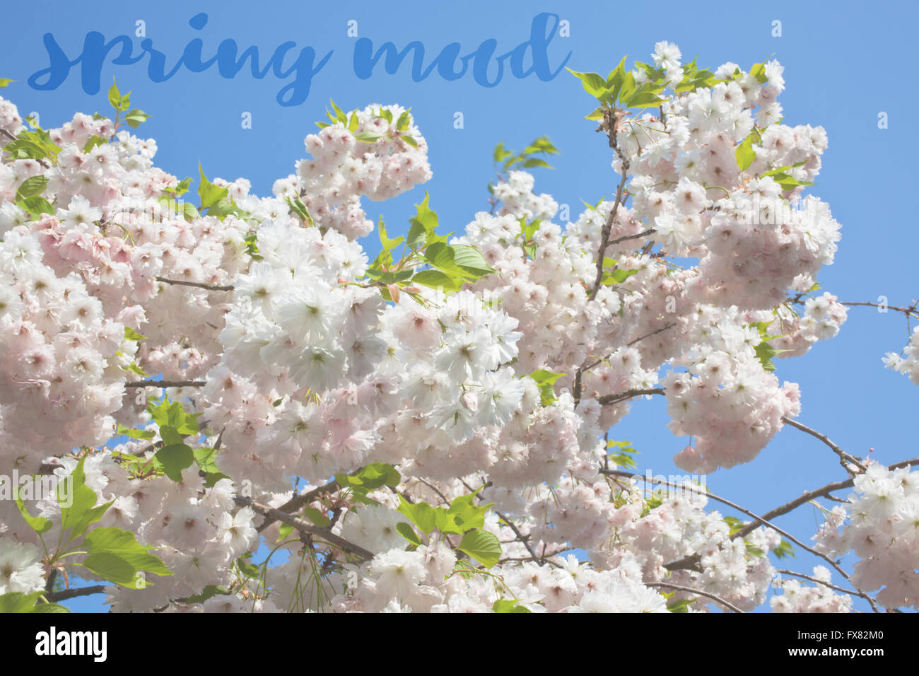 Inspirierende Satz Frühlingsstimmung auf ein Bild von Blooming Ästen geschrieben Stockfoto