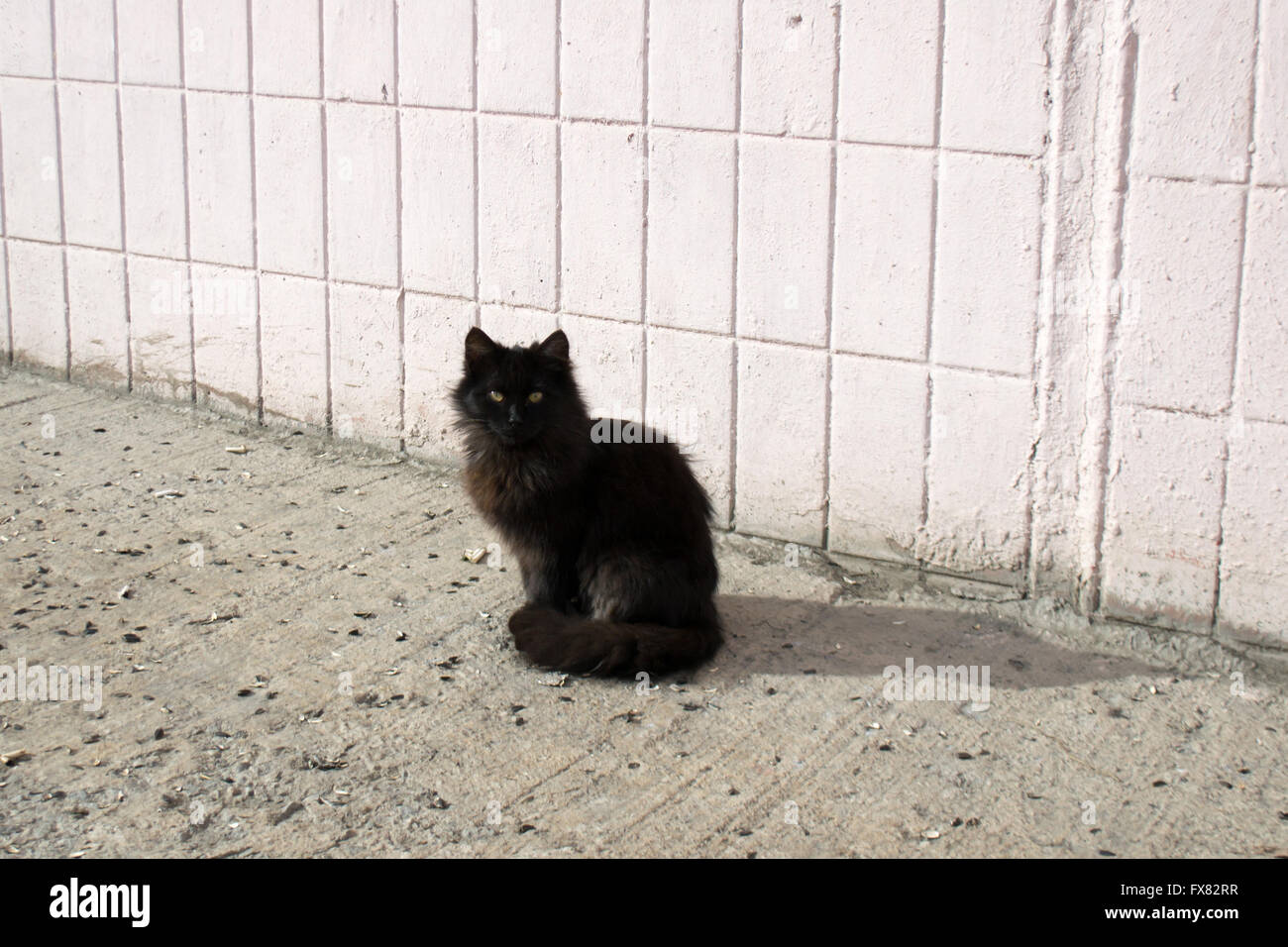 Heimatlose Katzen kam in der Sonne aalen Stockfoto