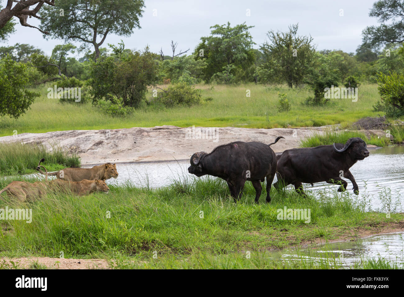 Löwen (Panthera Leo) machen einen Strich am Büffel (Syncerus Caffer) Stockfoto