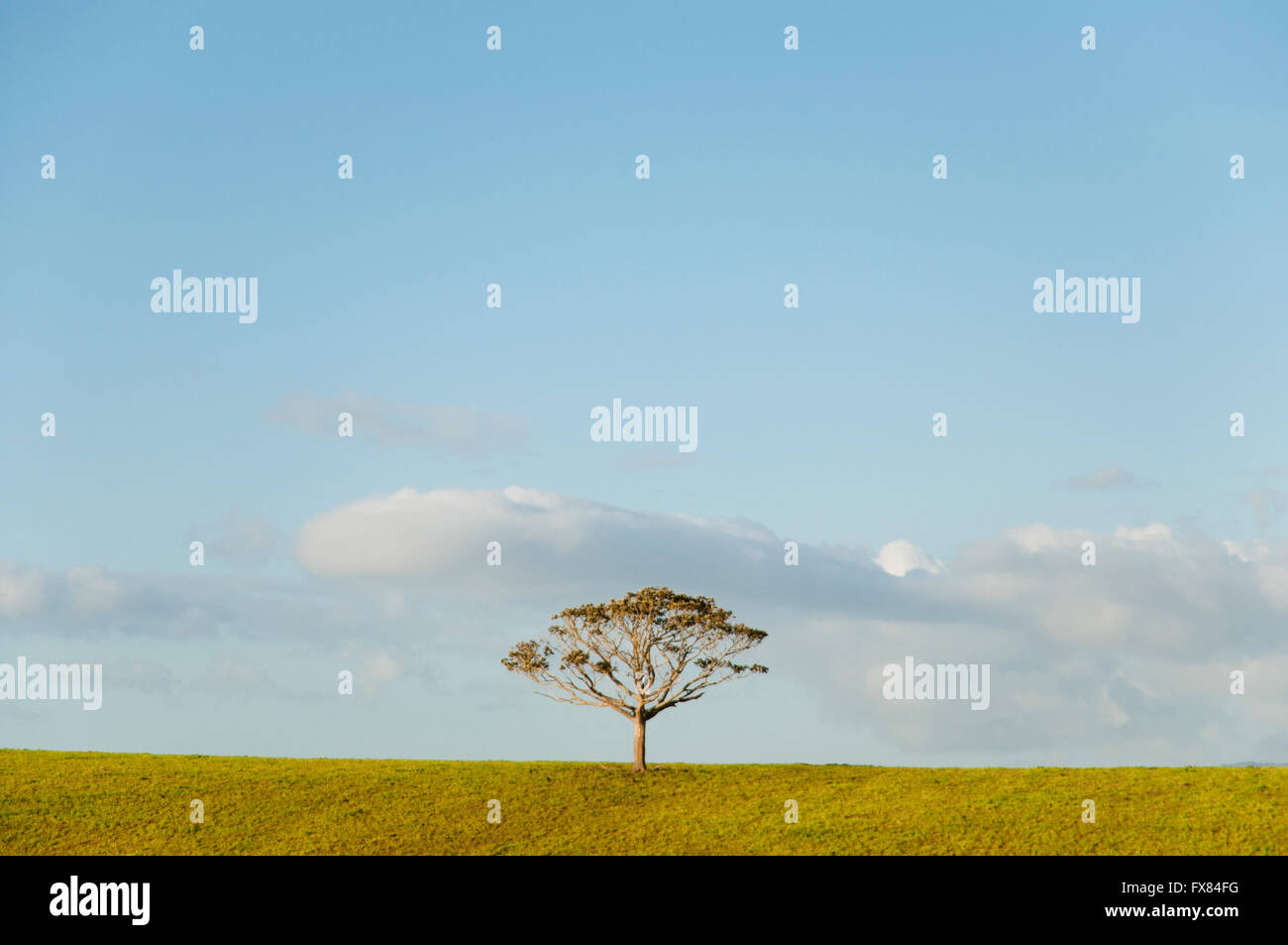 Einzigen Baum Stockfoto