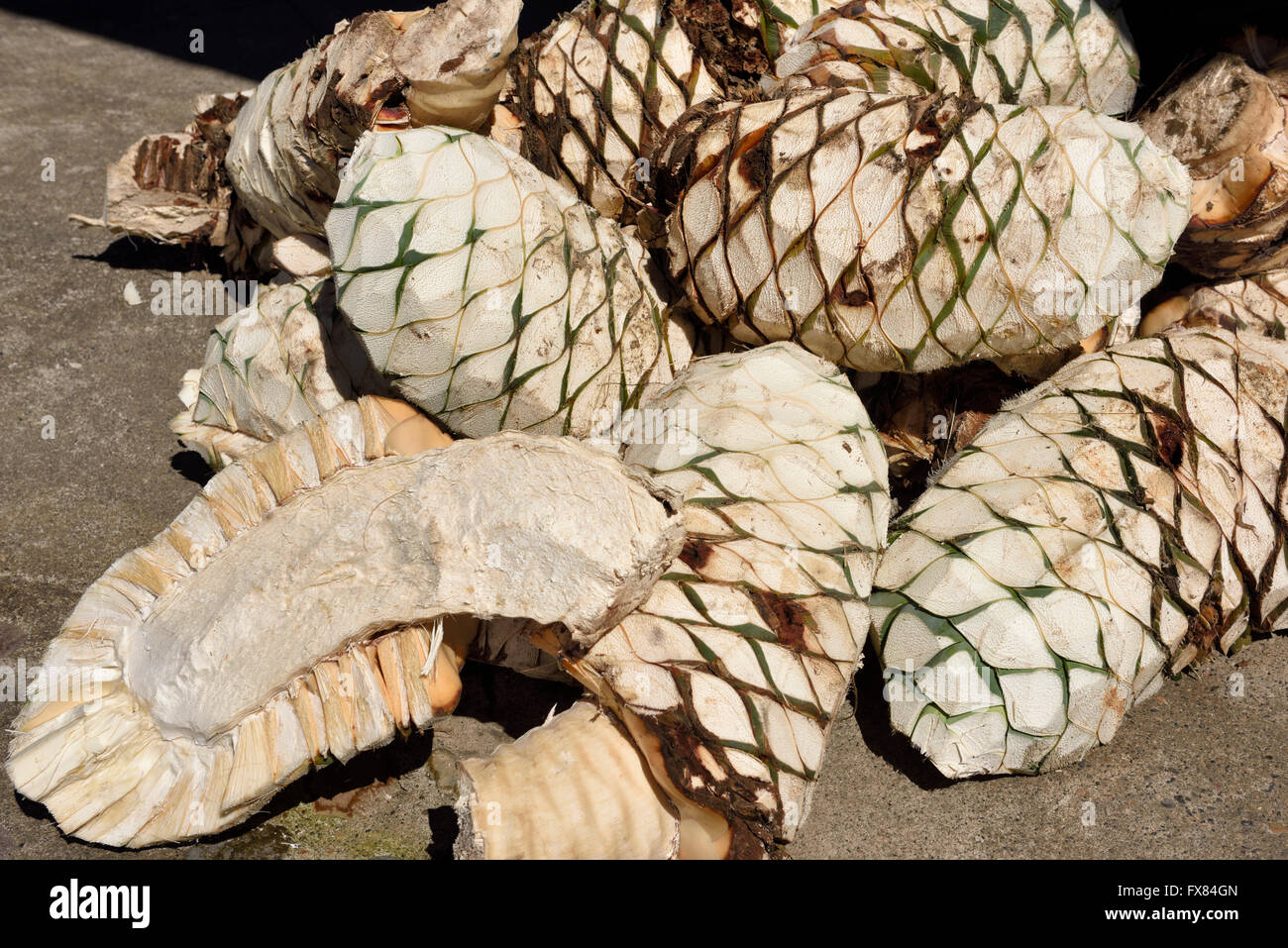 Stapel der blauen Agave Herzen am Baston del Rey Tequila factory ...