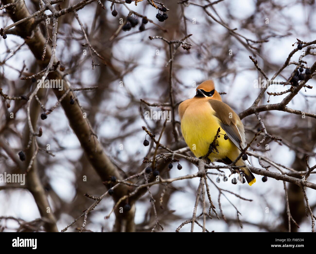 Die Zeder Seidenschwanz ist ein Starling-Größe Sitzstangen Vogel, der in den nördlichen Wäldern Eurasiens und Nordamerikas brütet. Stockfoto