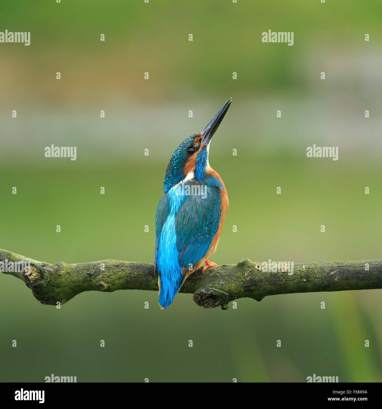 Eisvogel (Alcedo Atthis) North Yorkshire, England. Stockfoto