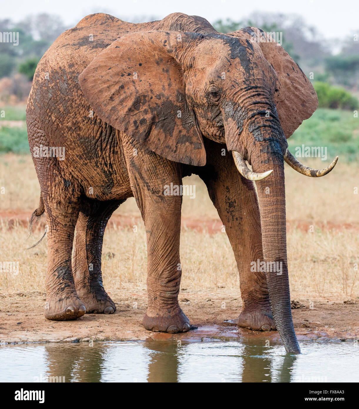 Afrikanischer Elefant Loxodonta Africanus unter Wasser und Besprühen mit Schlamm auf ein Wasserloch - Tsavo East Nationalpark Südkenia Stockfoto