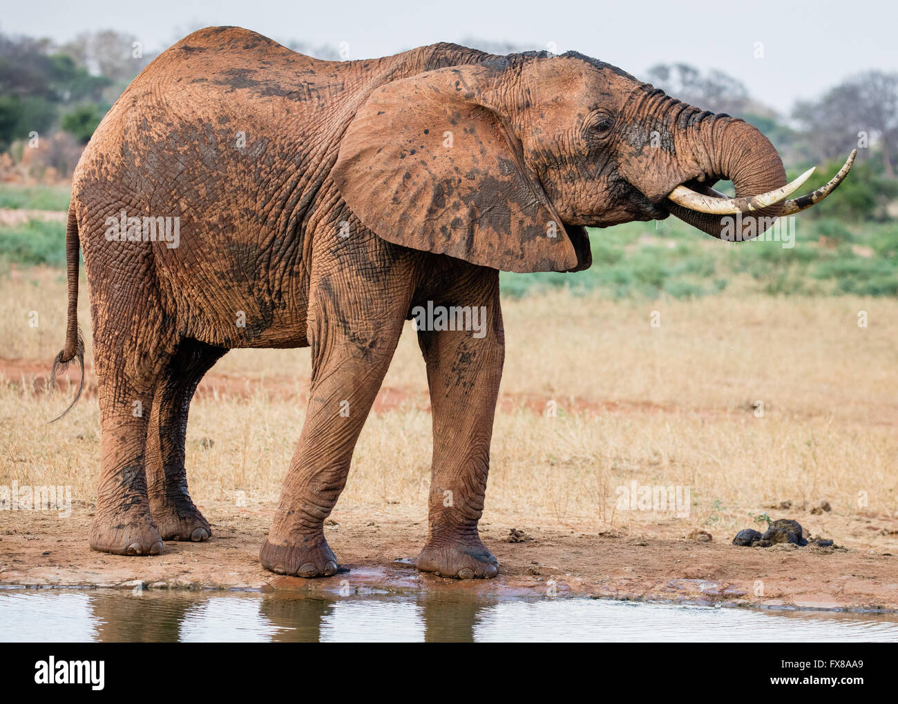 Afrikanischer Elefant Loxodonta Africanus trinken an einer Wasserstelle nach dem Besprühen mit Schlamm im Tsavo East National Park Südkenia Stockfoto
