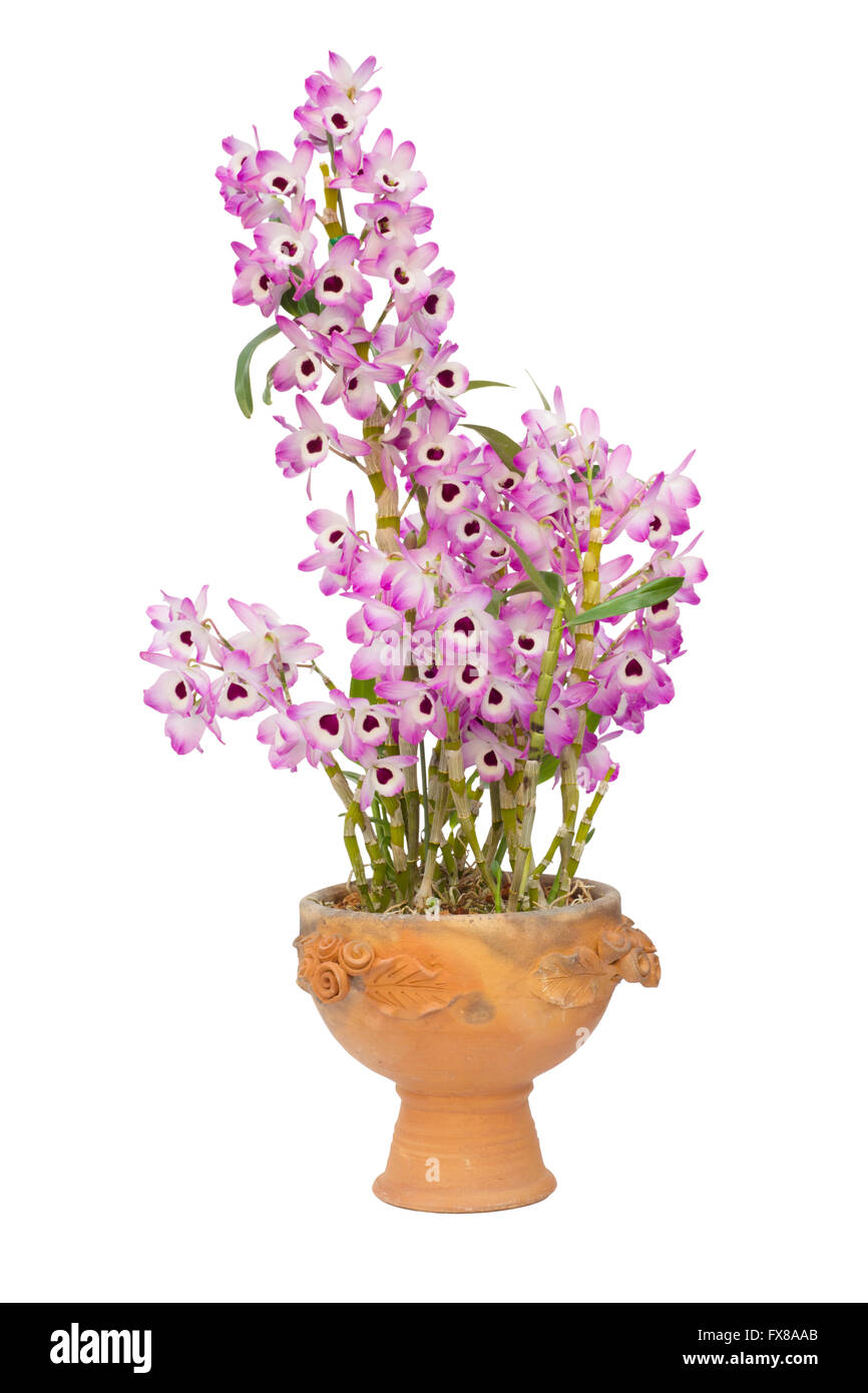 Nobile Orchidee isoliert auf weißem Hintergrund Stockfoto