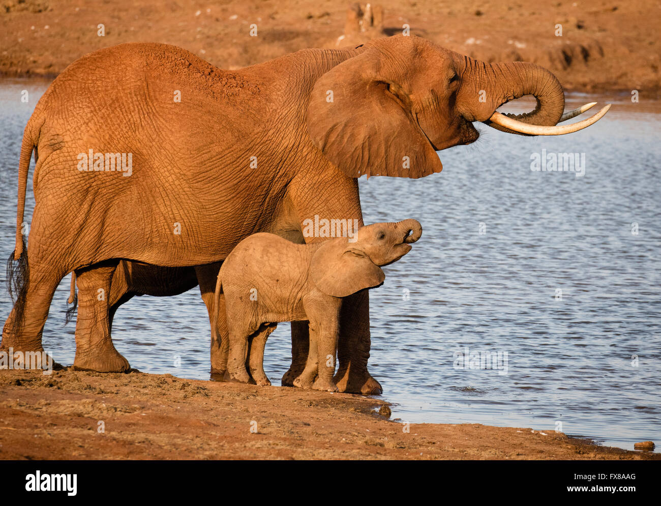 Afrikanischer Elefant Loxodonta Africanus Mutter und Kalb unter Wasser im Gleichtakt an einer Wasserstelle in Tsavo Nationalpark Kenia Stockfoto