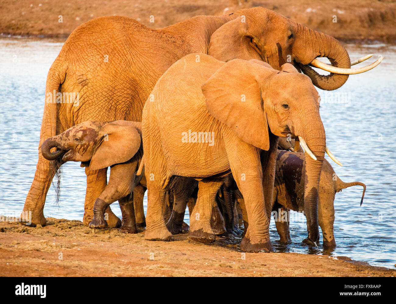 Afrikanischer Elefant Loxodonta Africanus Familiengruppe unter Wasser an einer Wasserstelle in der Tsavo Nationalpark Kenia Stockfoto