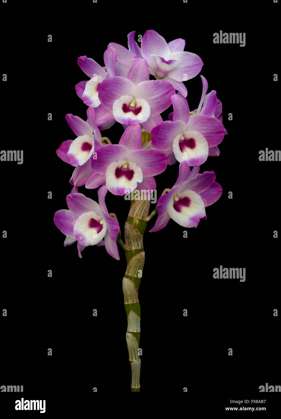 Nobile Orchidee auf schwarzem Hintergrund isoliert Stockfoto