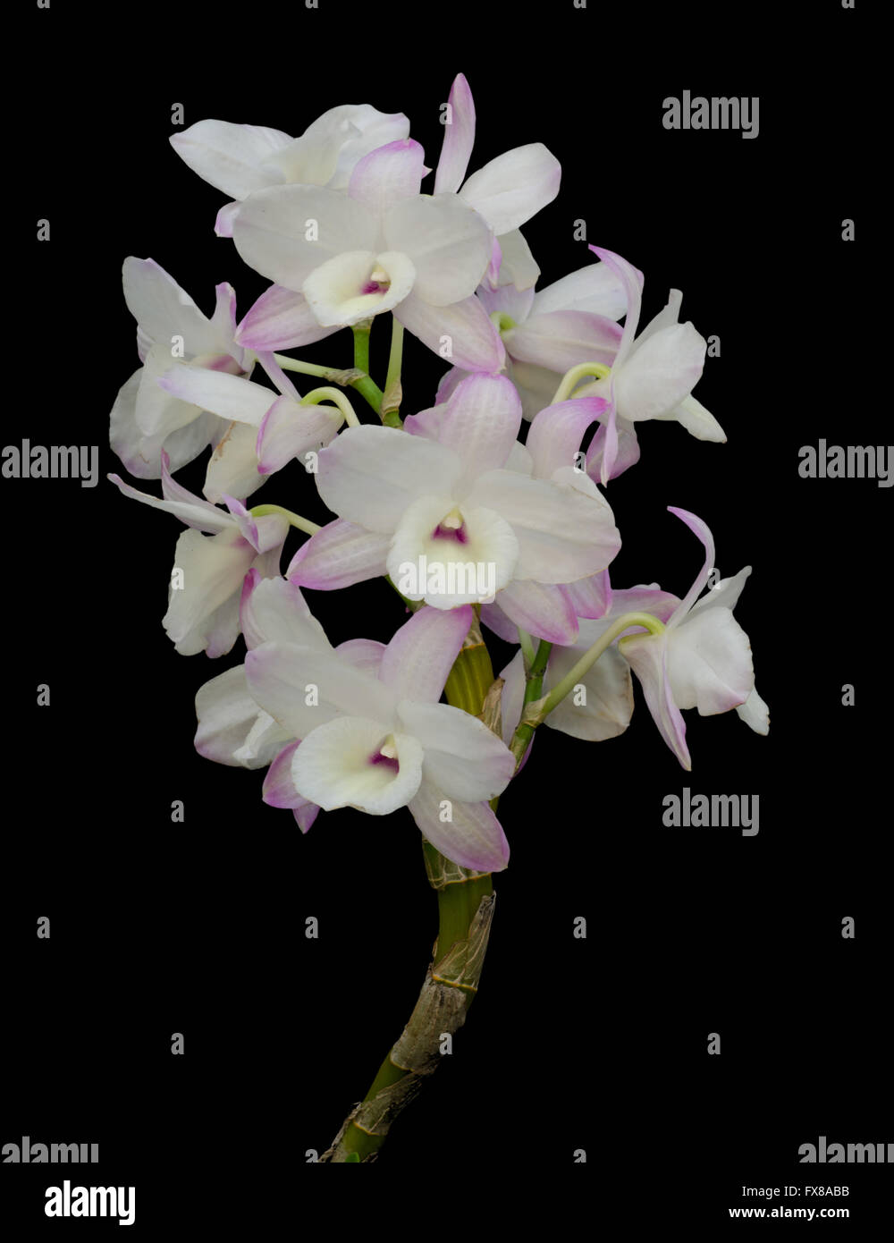 Nobile Orchidee auf schwarzem Hintergrund isoliert Stockfoto