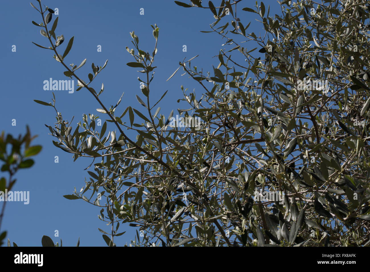 Olive Klassiker Baum Stockfoto