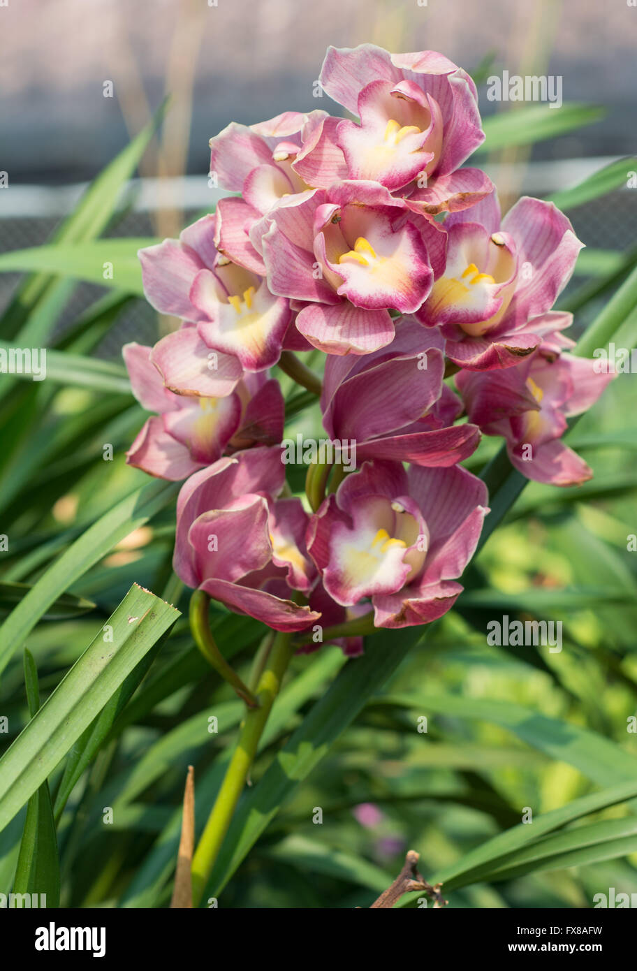 Cymbidium Orchidee Stockfoto