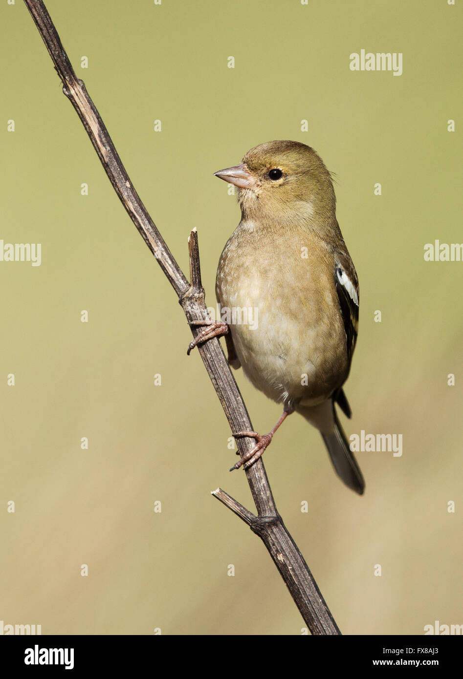 Junge weibliche Buchfink Fringilla Coelebs thront auf einem Ast - Somerset UK Stockfoto