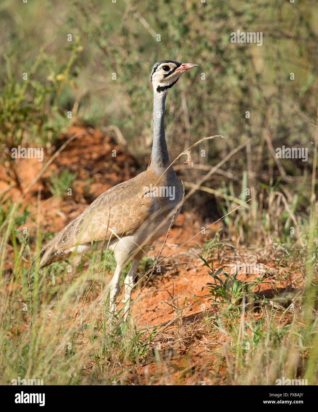 Barrow des südlichen Whitebellied Korhaan ist eine kleine Großtrappen gesehen hier offene Savanne des Tsavo East National Park südlichen Kenia Stockfoto