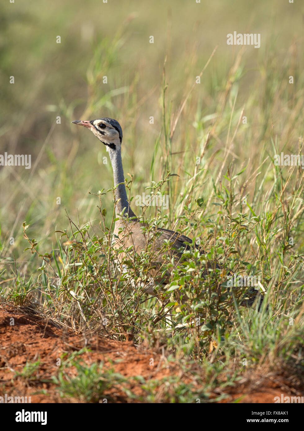 Barrow des südlichen Whitebellied Korhaan ist eine kleine Großtrappen gesehen hier offene Savanne des Tsavo East National Park südlichen Kenia Stockfoto