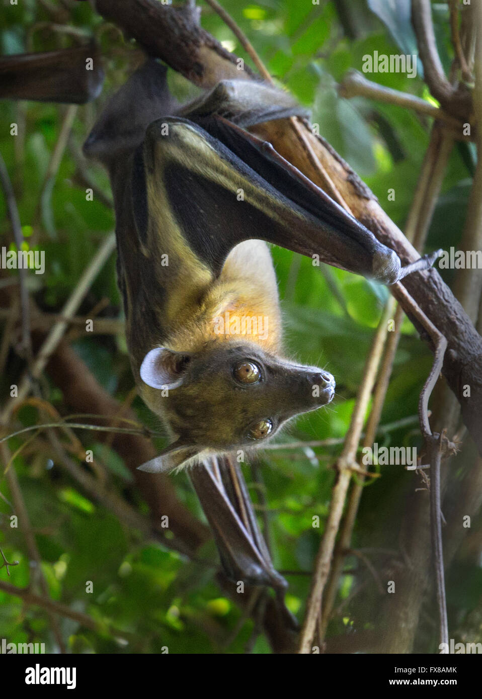 Flughund oder Flying Fox auf der Koralleninsel Chumbe vor der Küste von Sansibar Ostafrika Stockfoto