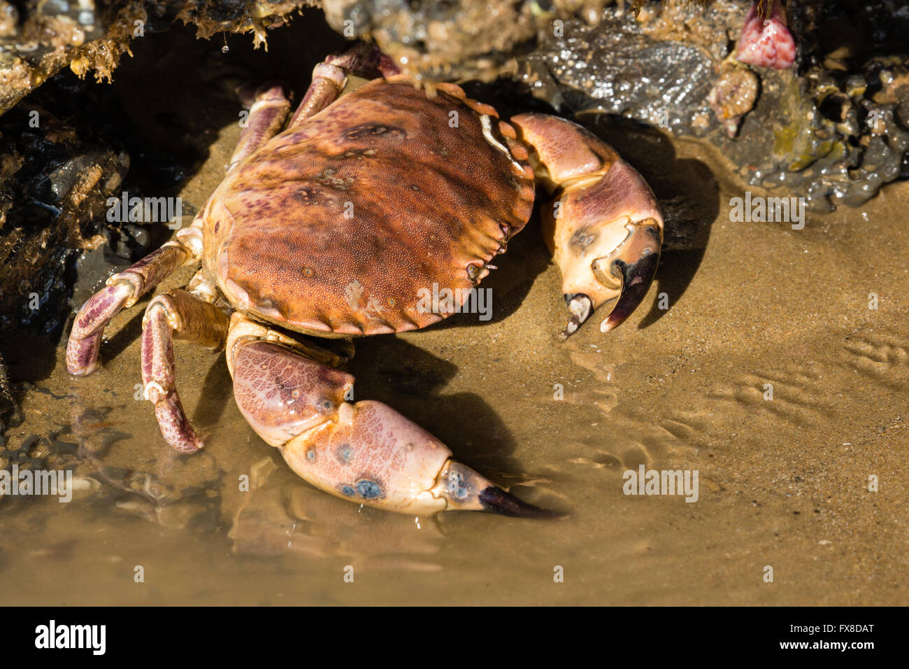 Kampf vernarbt essbare Krabbe Cancer Pagurus Zuflucht unter einem Felsen bei Ebbe auf der Küste von South Wales UK Stockfoto