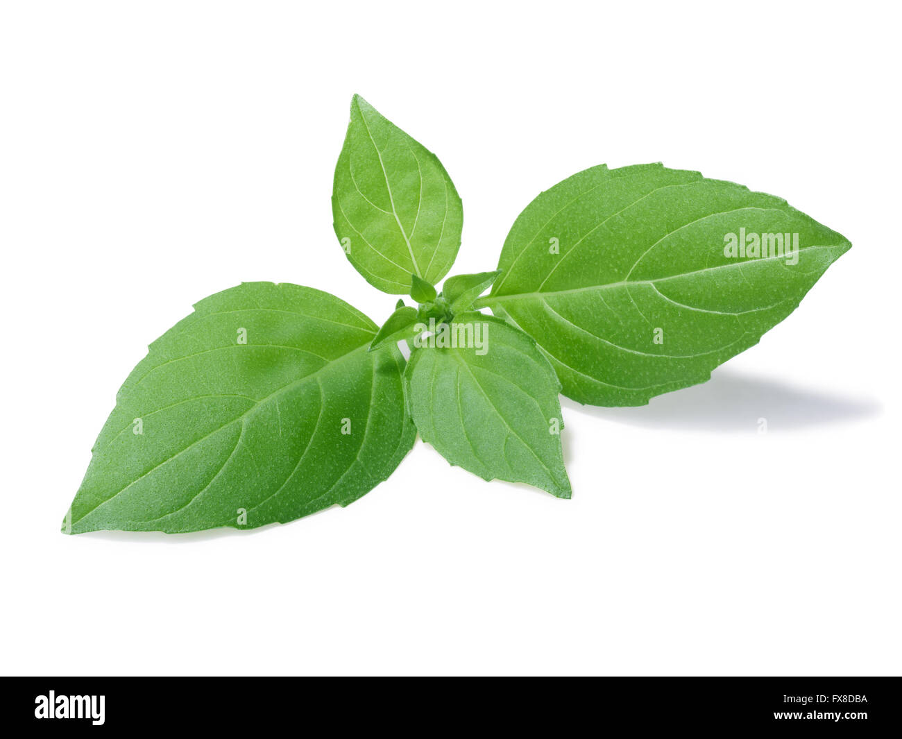 Kleine, Speer Basilikum-Blätter, bekannt als Zitrone Basilikum. Separate Beschneidungspfade für Blätter und Schatten, unendliche Tiefe fiel Stockfoto