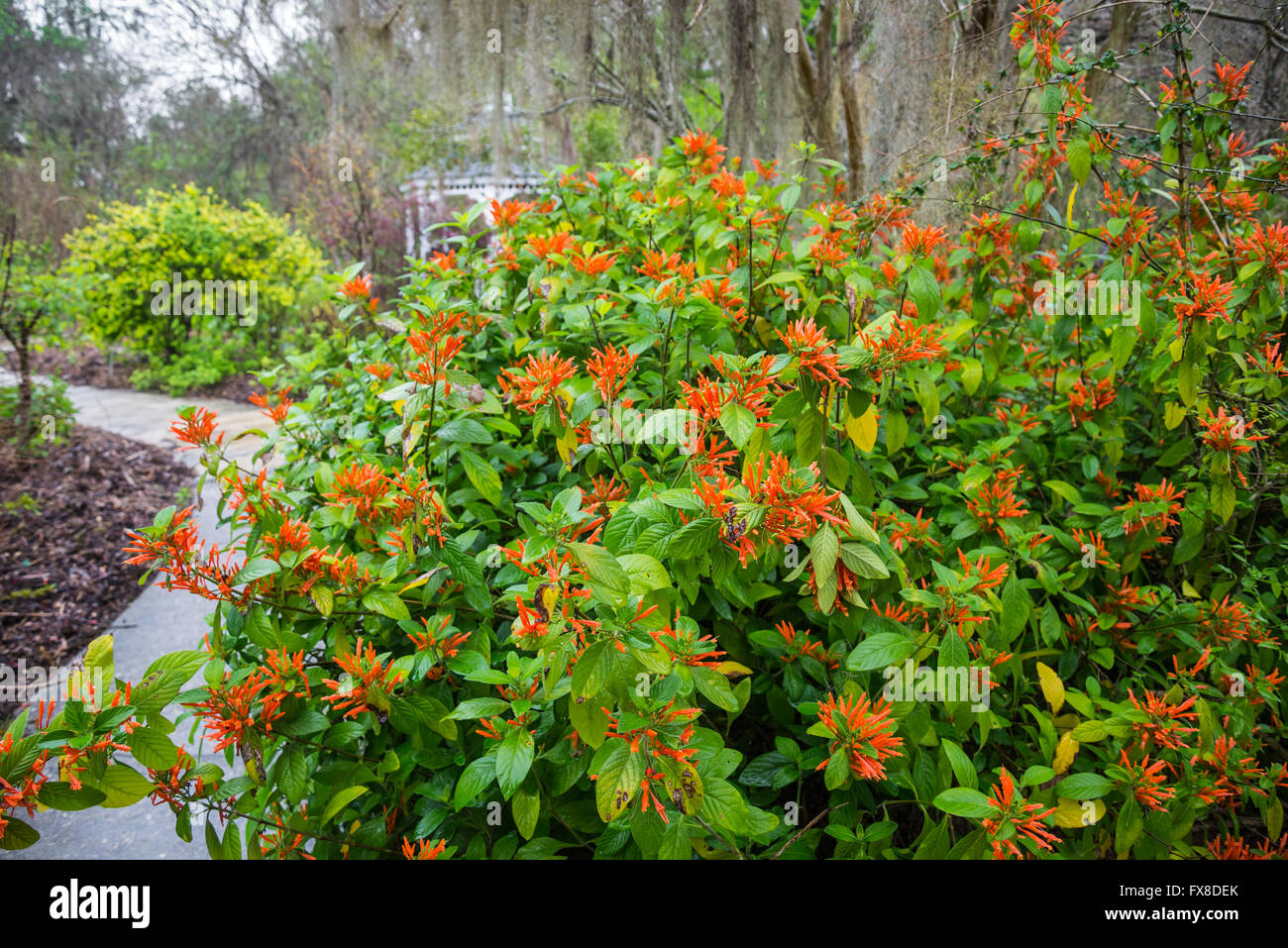 Frühling Garten Festival in Nord-Zentral-Florida ...