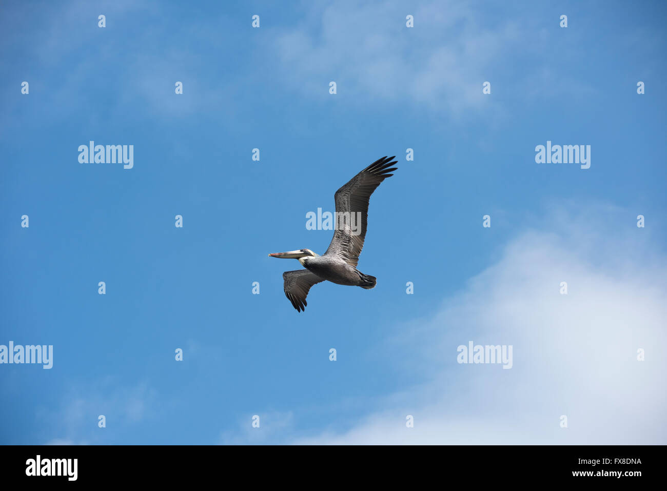 Brauner Pelikan im Flug Stockfoto