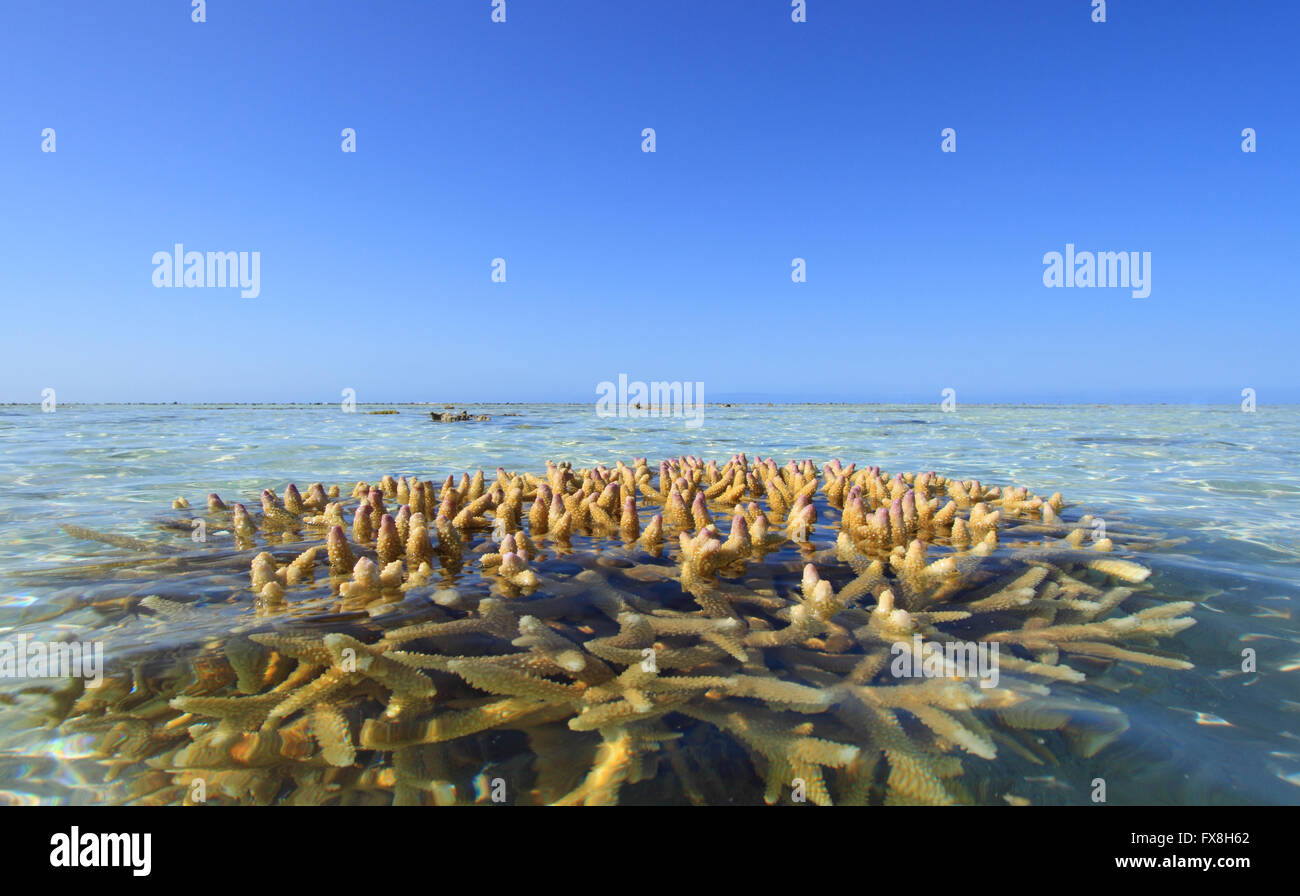 Eine Koralle Bommie oder Felsvorsprung auf dem Riff umgeben von einer tropischen Insel vor der Küste Australiens. Stockfoto
