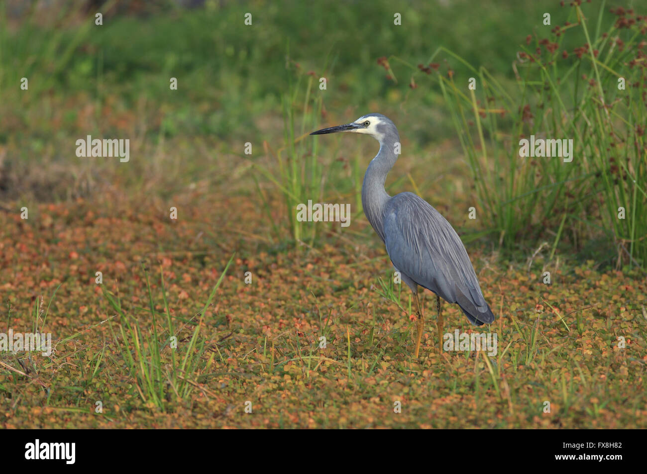 Ein White-faced Reiher - Egretta Novaehollandiae - Standing in ein flaches Feuchtgebiet Wasserstraße erstickt mit Unkraut.   Foto Chris Ison. Stockfoto