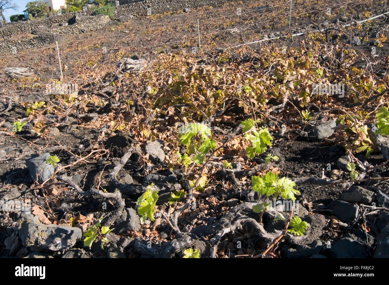 Traube Reben Weinrebe Weinstock Weinreben Weinberg Weinberge Kanaren Insel Kanaren Insel Inseln kurz auf einem Hügel niedrige Sid Stockfoto