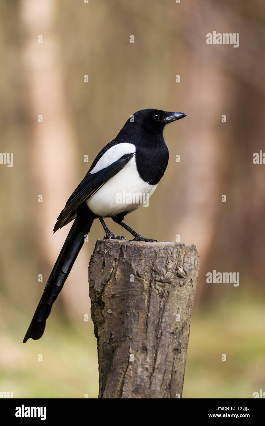Profil von Elster Pica Pica hocken auf einem hölzernen Baumstumpf hautnah Stockfoto
