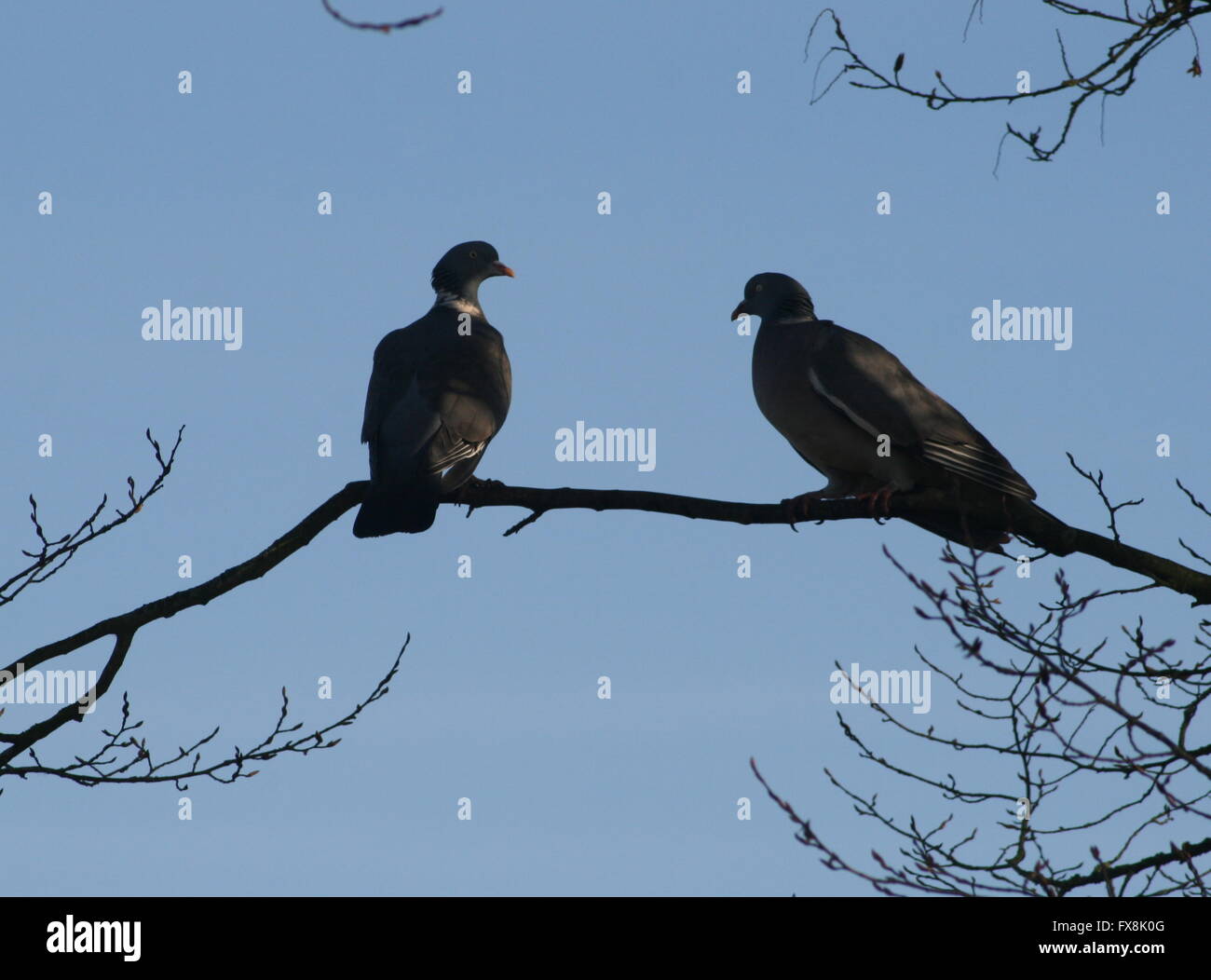 Liebe Tauben. Ein paar Tauben in der Dämmerung Stockfoto